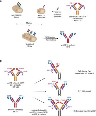 Generation of a symmetrical trispecific NK cell engager based on a two-in-one antibody